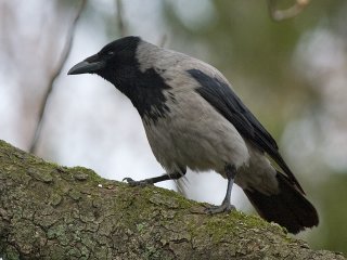 Kråke (Corvus cornix) Kråke (Corvus cornix)