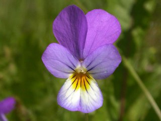Stemorsblom (Viola tricolor) Stemorsblom (Viola tricolor)