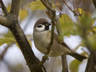 Pilfink (Passer montanus) Pilfink (Passer montanus)