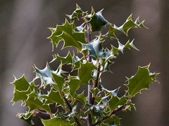 Kristtorn (Ilex aquifolium)