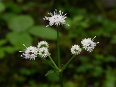 Sanikel (Sanicula europaea)