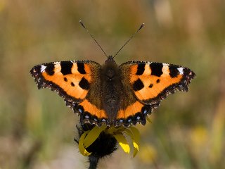 Neslesommerfugl (Aglais urticae) Neslesommerfugl (Aglais urticae)