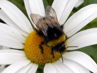 Humler (Bombus)