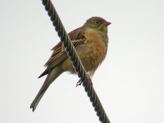 Hortulan (Emberiza hortulana) Hortulan (Emberiza hortulana)