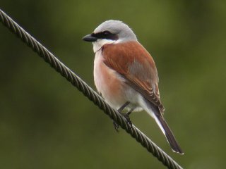 Tornskate (Lanius collurio) Tornskate (Lanius collurio)