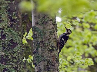 Hvitryggspett (Dendrocopos leucotos) Hvitryggspett (Dendrocopos leucotos)