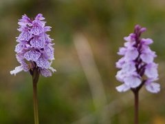 Flekkmarihand (Dactylorhiza maculata)