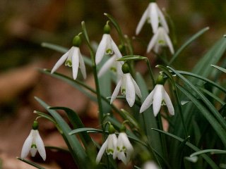 Snøklokke (Galanthus nivalis) Snøklokke (Galanthus nivalis)