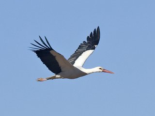 Stork (Ciconia ciconia) Stork (Ciconia ciconia)