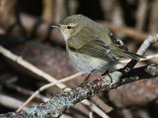 Gransanger (Phylloscopus collybita) Gransanger (Phylloscopus collybita)