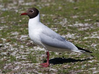 Hettemåke (Chroicocephalus ridibundus) Hettemåke (Chroicocephalus ridibundus)