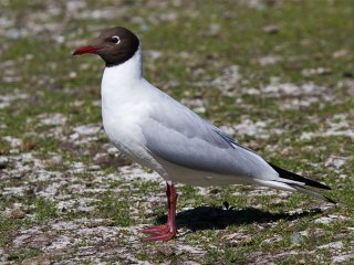 Hettemåke (Chroicocephalus ridibundus)