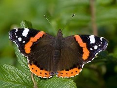 Admiral (Vanessa atalanta)