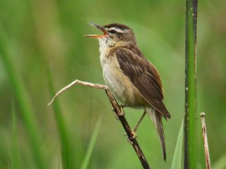 Sivsanger (Acrocephalus schoenobaenus) Sivsanger (Acrocephalus schoenobaenus)