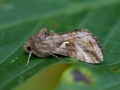 Gammafly (Autographa gamma)