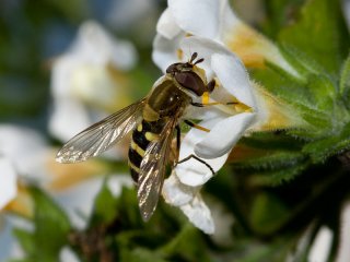 Blomsterfluer (Syrphidae)
