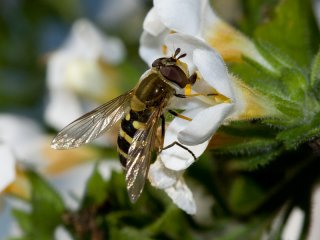Blomsterfluer (Syrphidae) Blomsterfluer (Syrphidae)