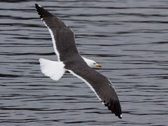 Sildemåke (Larus fuscus)