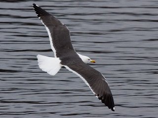 Sildemåke (Larus fuscus) Sildemåke (Larus fuscus)
