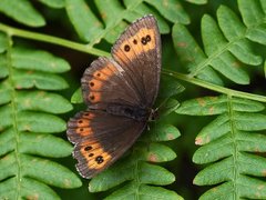 Fløyelsringvinge (Erebia ligea)