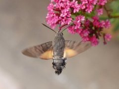 Dagsvermer (Macroglossum stellatarum)