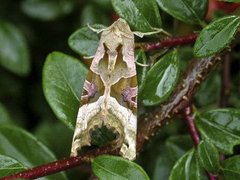 Taggvingefly (Phlogophora meticulosa)