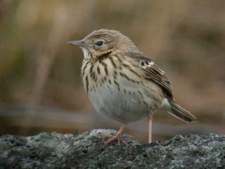 Trepiplerke (Anthus trivialis)