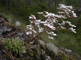 Bergfrue (Saxifraga cotyledon) Bergfrue (Saxifraga cotyledon)