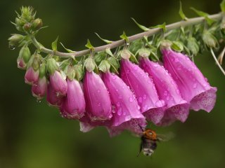 Revebjelle (Digitalis purpurea)