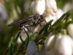 Danseflue (Empis borealis)