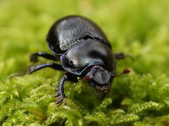 Tordivler (Geotrupidae)