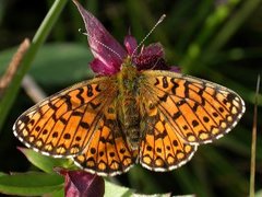 Brunflekket perlemorvinge (Boloria selene)