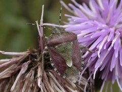 Bærtege (Dolycoris baccarum)