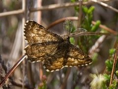 Lyngmåler (Ematurga atomaria)