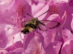 Smalkantet humlesvermer (Hemaris tityus)