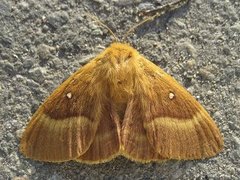 Eikespinner (Lasiocampa quercus)