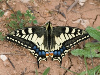 Svalestjert (Papilio machaon) Svalestjert (Papilio machaon)