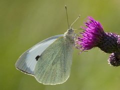 Stor kålsommerfugl (Pieris brassicae)