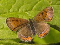 Fiolett gullvinge (Lycaena helle)