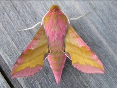 Liten snabelsvermer (Deilephila porcellus)