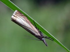 Årenebbmott (Chrysoteuchia culmella)