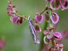 Smalstreknebbmott (Crambus lathoniellus)