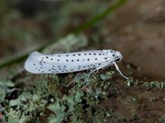 Heggspinnmøll (Yponomeuta evonymella)