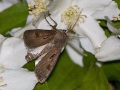 Åkerjordfly (Agrotis exclamationis)