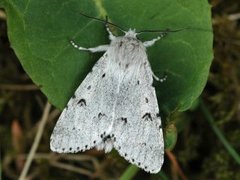 Hvitt kveldfly (Acronicta leporina)