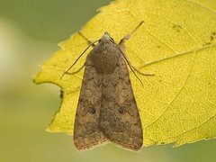 Bølgelinjet høstfly (Agrochola circellaris)