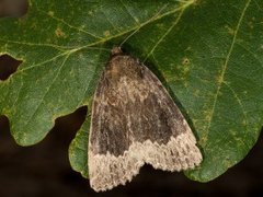 Tofarget pyramidefly (Amphipyra perflua)