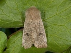 Lite seljefly (Orthosia cruda)