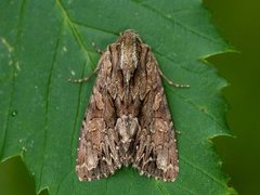 Stort engfly (Apamea monoglypha)