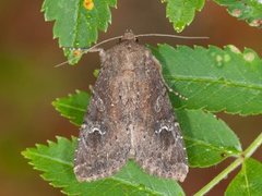 Teglrødt engfly (Apamea lateritia)